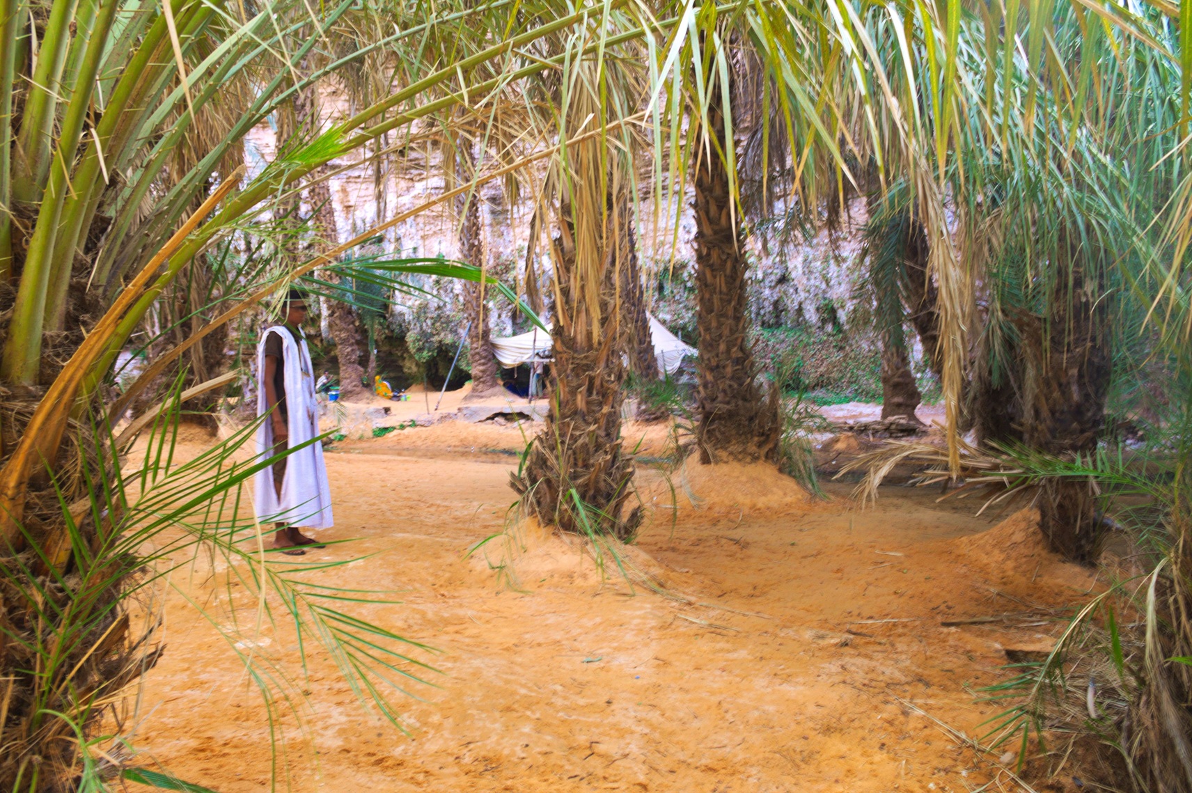 Mauritania desert oasis landscape